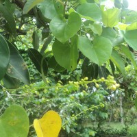 Tinospora cordifolia (Willd.) Hook.f. & Thomson